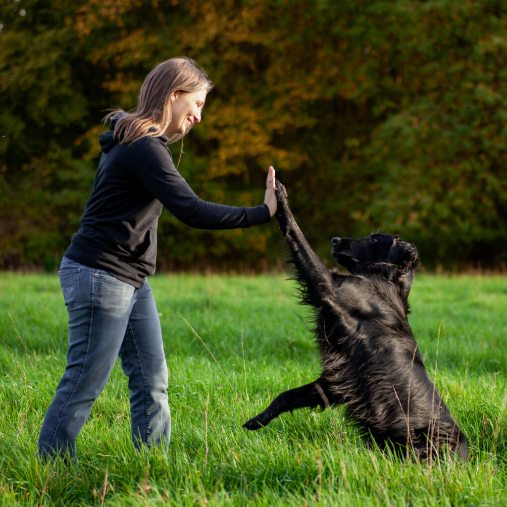 Hundetraining - Workshops 1