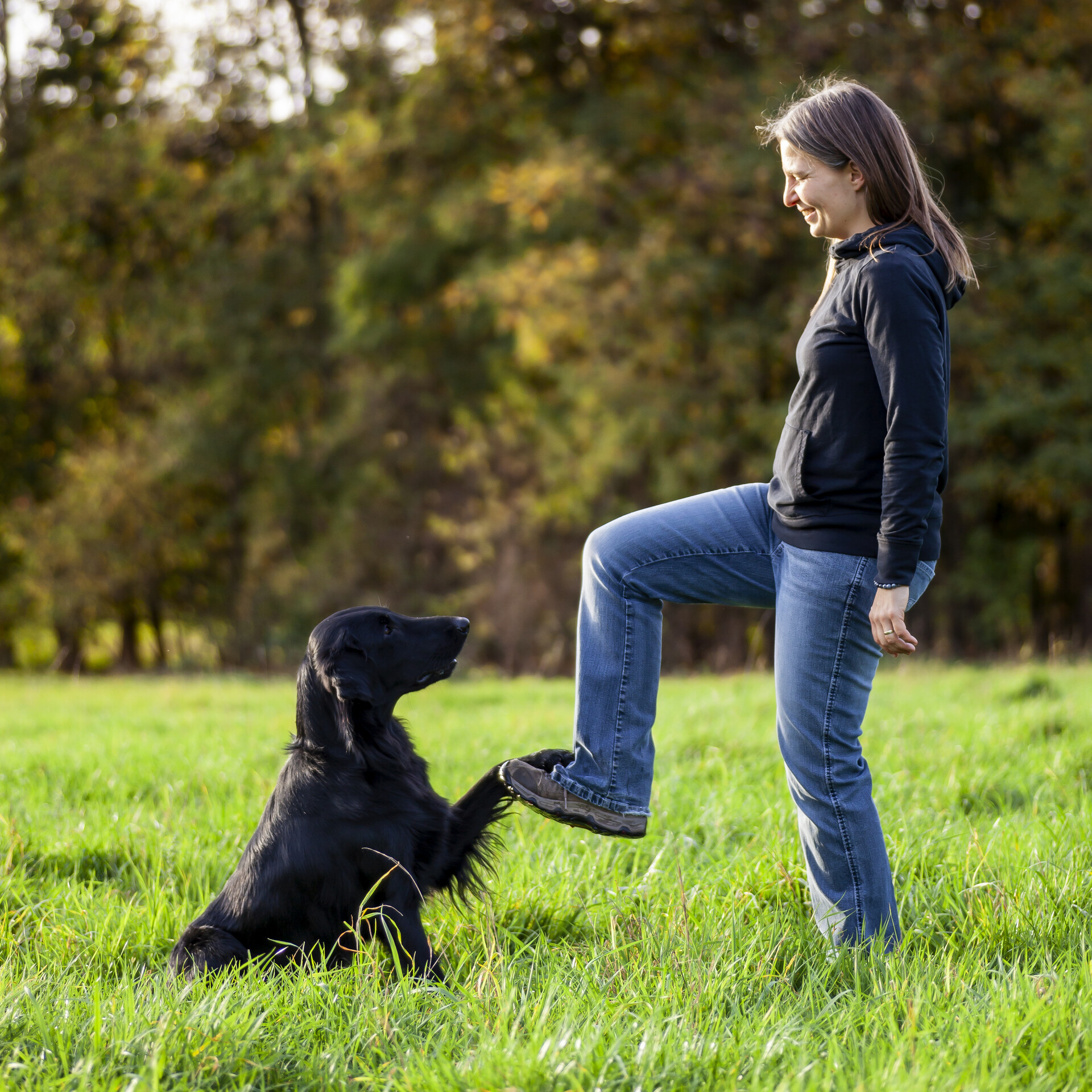 Hundetraining - Workshops 2